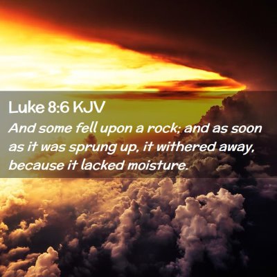 Picture 02 - Luke 8:6 KJV - And some fell upon a rock; and as soon as it was - Bible Verse Picture