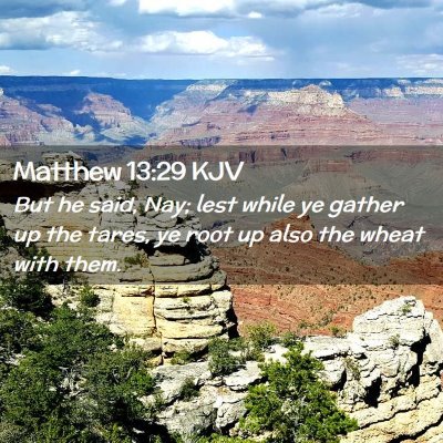 Picture 02 - Matthew 13:29 KJV - But he said, Nay; lest while ye gather up the - Bible Verse Picture