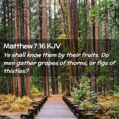 Picture 02 - Matthew 7:16 KJV - Ye shall know them by their fruits. Do men gather - Bible Verse Picture