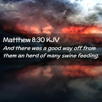 Picture 02 - Matthew 8:30 KJV - And there was a good way off from them an herd of - Bible Verse Picture