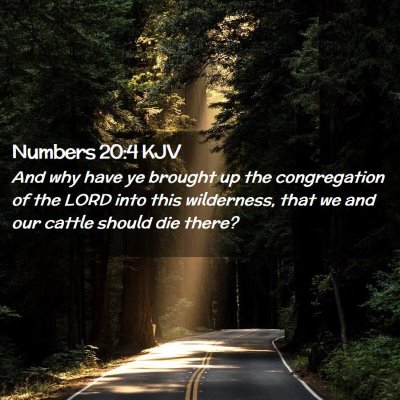 Picture 02 - Numbers 20:4 KJV - And why have ye brought up the congregation of - Bible Verse Picture