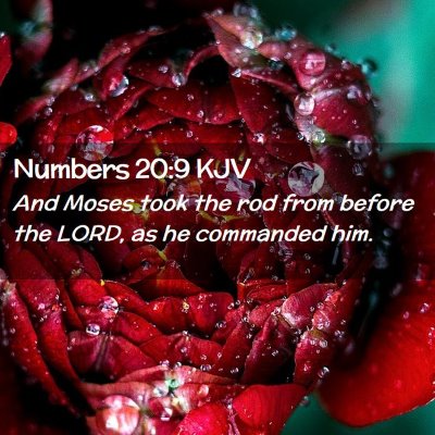 Picture 02 - Numbers 20:9 KJV - And Moses took the rod from before the LORD, as - Bible Verse Picture