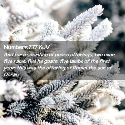 Picture 02 - Numbers 7:77 KJV - And for a sacrifice of peace offerings, two oxen, - Bible Verse Picture