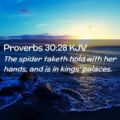 Picture 02 - Proverbs 30:28 KJV - The spider taketh hold with her hands, and is in - Bible Verse Picture