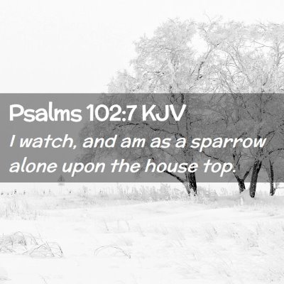 Picture 02 - Psalms 102:7 KJV - I watch, and am as a sparrow alone upon the house - Bible Verse Picture