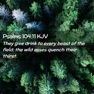 Picture 02 - Psalms 104:11 KJV - They give drink to every beast of the field: the - Bible Verse Picture