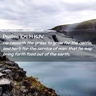Picture 02 - Psalms 104:14 KJV - He causeth the grass to grow for the cattle, and - Bible Verse Picture