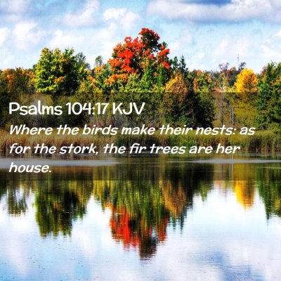 Picture 02 - Psalms 104:17 KJV - Where the birds make their nests: as for the - Bible Verse Picture