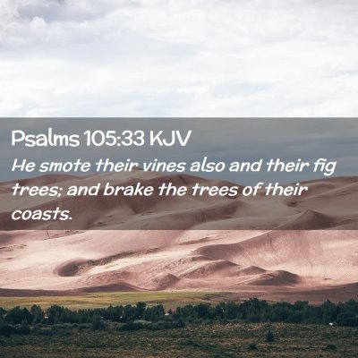 Picture 02 - Psalms 105:33 KJV - He smote their vines also and their fig trees; - Bible Verse Picture