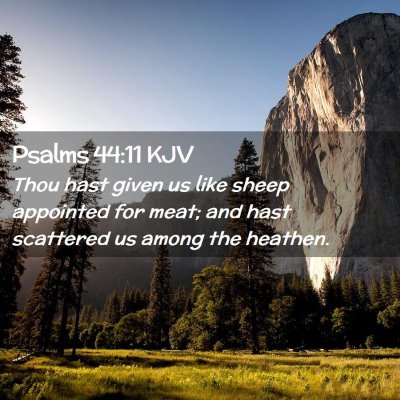 Picture 02 - Psalms 44:11 KJV - Thou hast given us like sheep appointed for meat; - Bible Verse Picture
