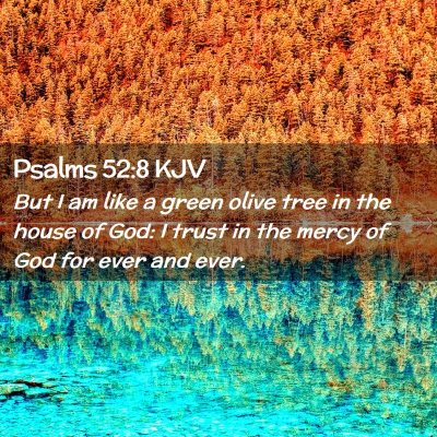 Picture 02 - Psalms 52:8 KJV - But I am like a green olive tree in the house of - Bible Verse Picture