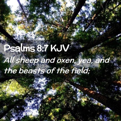 Picture 02 - Psalms 8:7 KJV - All sheep and oxen, yea, and the beasts of the - Bible Verse Picture