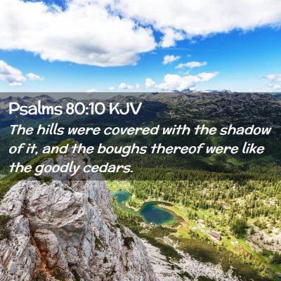 Picture 02 - Psalms 80:10 KJV - The hills were covered with the shadow of it, and - Bible Verse Picture