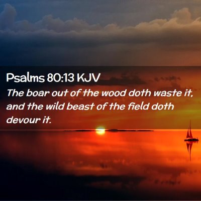 Picture 02 - Psalms 80:13 KJV - The boar out of the wood doth waste it, and the - Bible Verse Picture