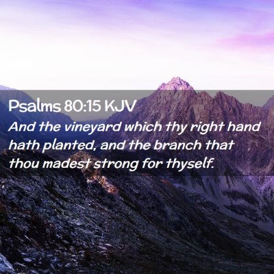 Picture 02 - Psalms 80:15 KJV - And the vineyard which thy right hand hath - Bible Verse Picture
