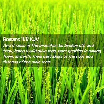Picture 02 - Romans 11:17 KJV - And if some of the branches be broken off, and - Bible Verse Picture