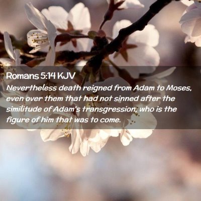 Picture 02 - Romans 5:14 KJV - Nevertheless death reigned from Adam to Moses, - Bible Verse Picture