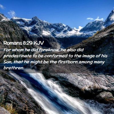 Picture 02 - Romans 8:29 KJV - For whom he did foreknow, he also did - Bible Verse Picture