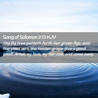 Picture 02 - Song of Solomon 2:13 KJV - The fig tree putteth forth her green figs, and - Bible Verse Picture
