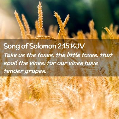 Picture 02 - Song of Solomon 2:15 KJV - Take us the foxes, the little foxes, that spoil - Bible Verse Picture