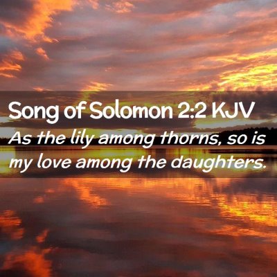 Picture 02 - Song of Solomon 2:2 KJV - As the lily among thorns, so is my love among the - Bible Verse Picture
