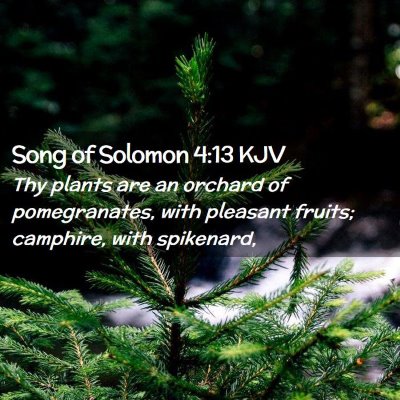 Picture 02 - Song of Solomon 4:13 KJV - Thy plants are an orchard of pomegranates, with - Bible Verse Picture