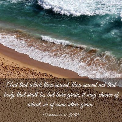 Picture 03 - 1 Corinthians 15:37 KJV - And that which thou sowest, thou sowest not that - Bible Verse Picture