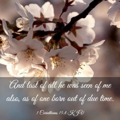 Picture 03 - 1 Corinthians 15:8 KJV - And last of all he was seen of me also, as of one - Bible Verse Picture