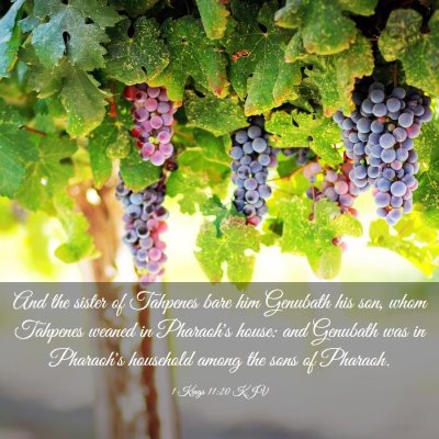 Picture 03 - 1 Kings 11:20 KJV - And the sister of Tahpenes bare him Genubath his - Bible Verse Picture