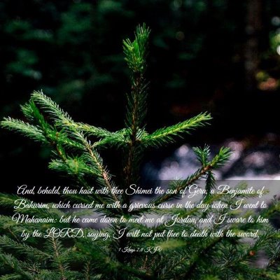 Picture 03 - 1 Kings 2:8 KJV - And, behold, thou hast with thee Shimei the son - Bible Verse Picture