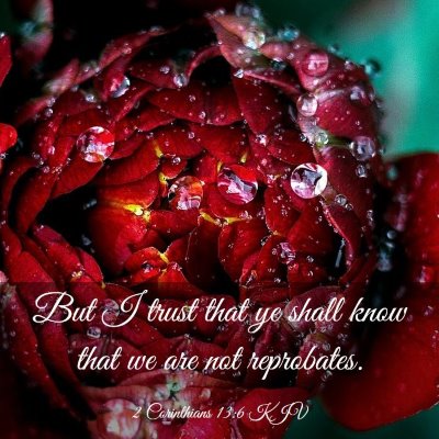 Picture 03 - 2 Corinthians 13:6 KJV - But I trust that ye shall know that we are not - Bible Verse Picture