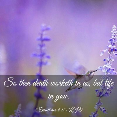 Picture 03 - 2 Corinthians 4:12 KJV - So then death worketh in us, but life in - Bible Verse Picture
