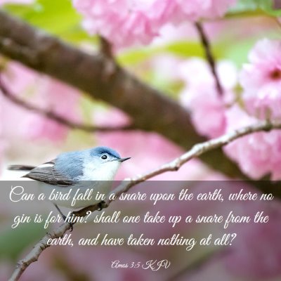 Picture 03 - Amos 3:5 KJV - Can a bird fall in a snare upon the earth, where - Bible Verse Picture