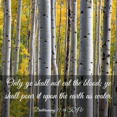 Picture 03 - Deuteronomy 12:16 KJV - Only ye shall not eat the blood; ye shall pour it - Bible Verse Picture