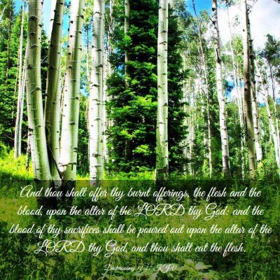 Picture 03 - Deuteronomy 12:27 KJV - And thou shalt offer thy burnt offerings, the - Bible Verse Picture