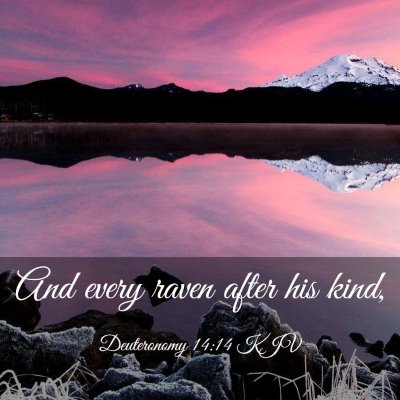 Picture 03 - Deuteronomy 14:14 KJV - And every raven after his - Bible Verse Picture