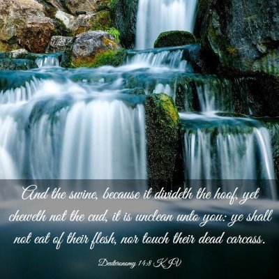 Picture 03 - Deuteronomy 14:8 KJV - And the swine, because it divideth the hoof, yet - Bible Verse Picture