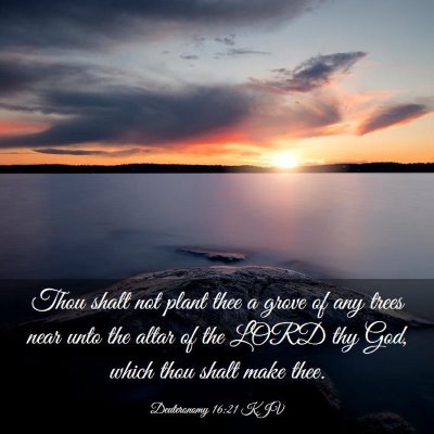 Picture 03 - Deuteronomy 16:21 KJV - Thou shalt not plant thee a grove of any trees - Bible Verse Picture