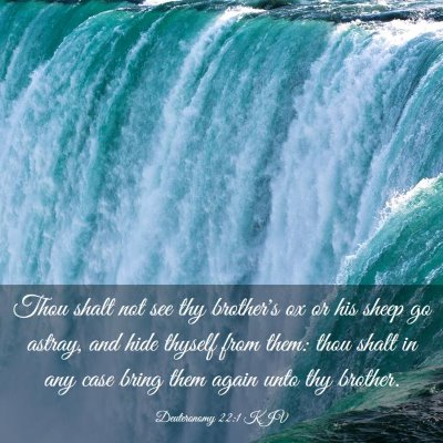 Picture 03 - Deuteronomy 22:1 KJV - Thou shalt not see thy brother's ox or his sheep - Bible Verse Picture