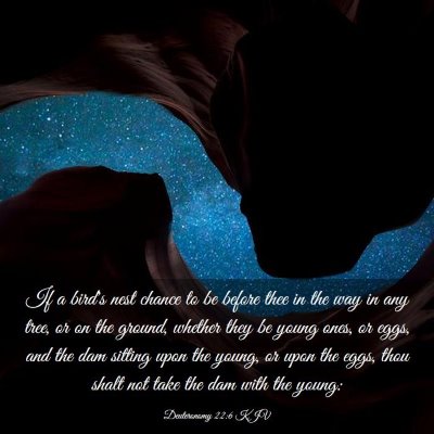Picture 03 - Deuteronomy 22:6 KJV - If a bird's nest chance to be before thee in the - Bible Verse Picture