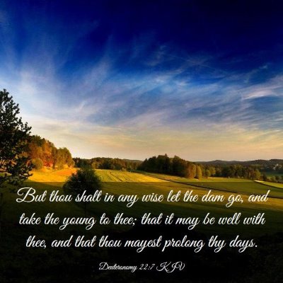 Picture 03 - Deuteronomy 22:7 KJV - But thou shalt in any wise let the dam go, and - Bible Verse Picture