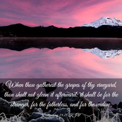 Picture 03 - Deuteronomy 24:21 KJV - When thou gatherest the grapes of thy vineyard, - Bible Verse Picture
