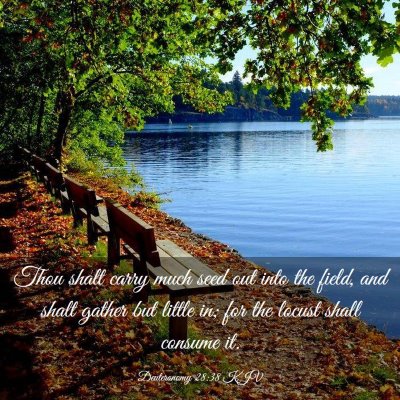 Picture 03 - Deuteronomy 28:38 KJV - Thou shalt carry much seed out into the field, - Bible Verse Picture