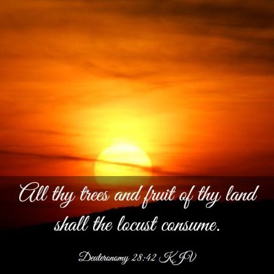 Picture 03 - Deuteronomy 28:42 KJV - All thy trees and fruit of thy land shall the - Bible Verse Picture