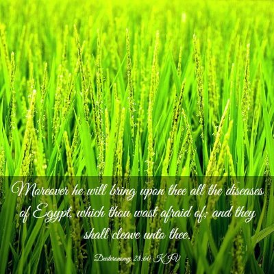 Picture 03 - Deuteronomy 28:60 KJV - Moreover he will bring upon thee all the diseases - Bible Verse Picture