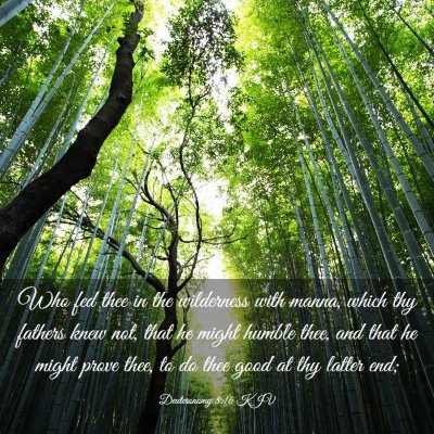 Picture 03 - Deuteronomy 8:16 KJV - Who fed thee in the wilderness with manna, which - Bible Verse Picture