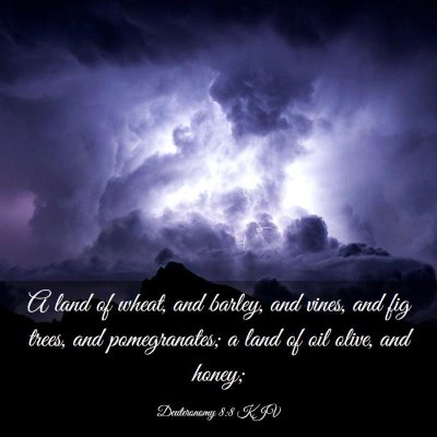 Picture 03 - Deuteronomy 8:8 KJV - A land of wheat, and barley, and vines, and fig - Bible Verse Picture
