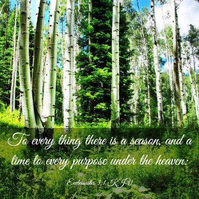 Picture 03 - Ecclesiastes 3:1 KJV - To every thing there is a season, and a time to - Bible Verse Picture