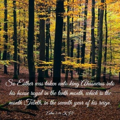 Picture 03 - Esther 2:16 KJV - So Esther was taken unto king Ahasuerus into his - Bible Verse Picture