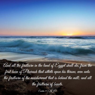 Picture 03 - Exodus 11:5 KJV - And all the firstborn in the land of Egypt shall - Bible Verse Picture
